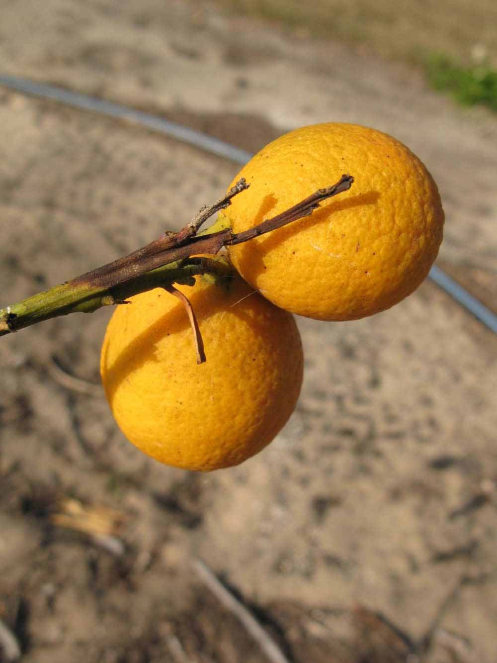            Fruit (Winter Haven, FL)   